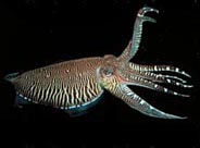 Photo: John Forsythe; go to the site :Cepahlopods of the world